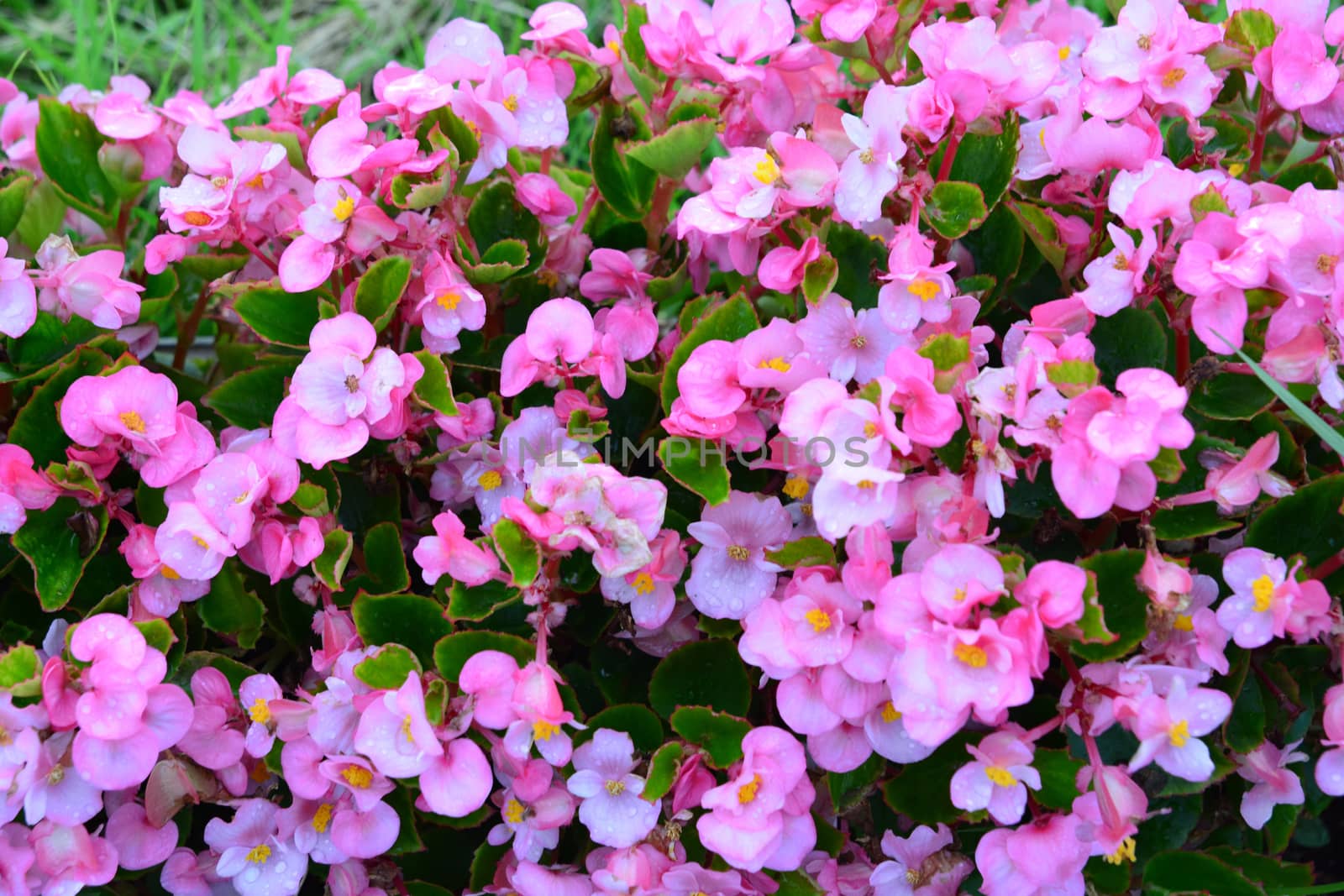 Pink tuberous begonias flowers (Begonia tuberhybrida) in garden by ideation90