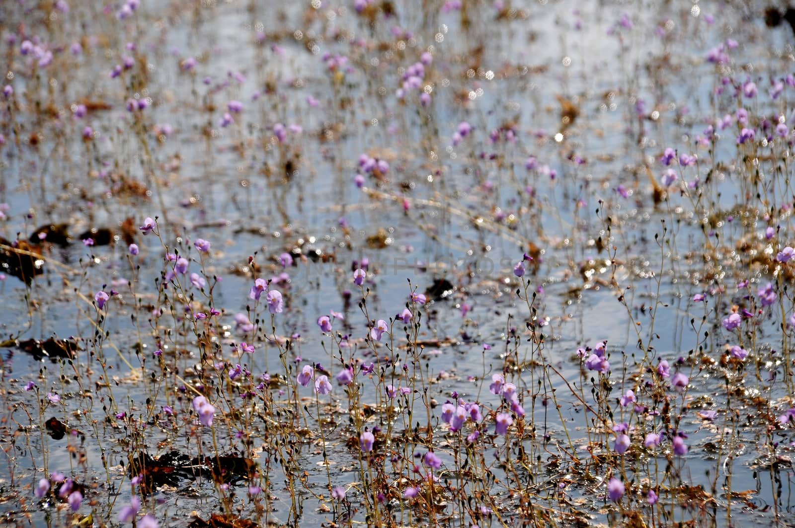 golden bladderwort or Utricularia aurea at Lake Thale Noi Waterfowl Reserve, Khuan Khanun, Thailand by ideation90