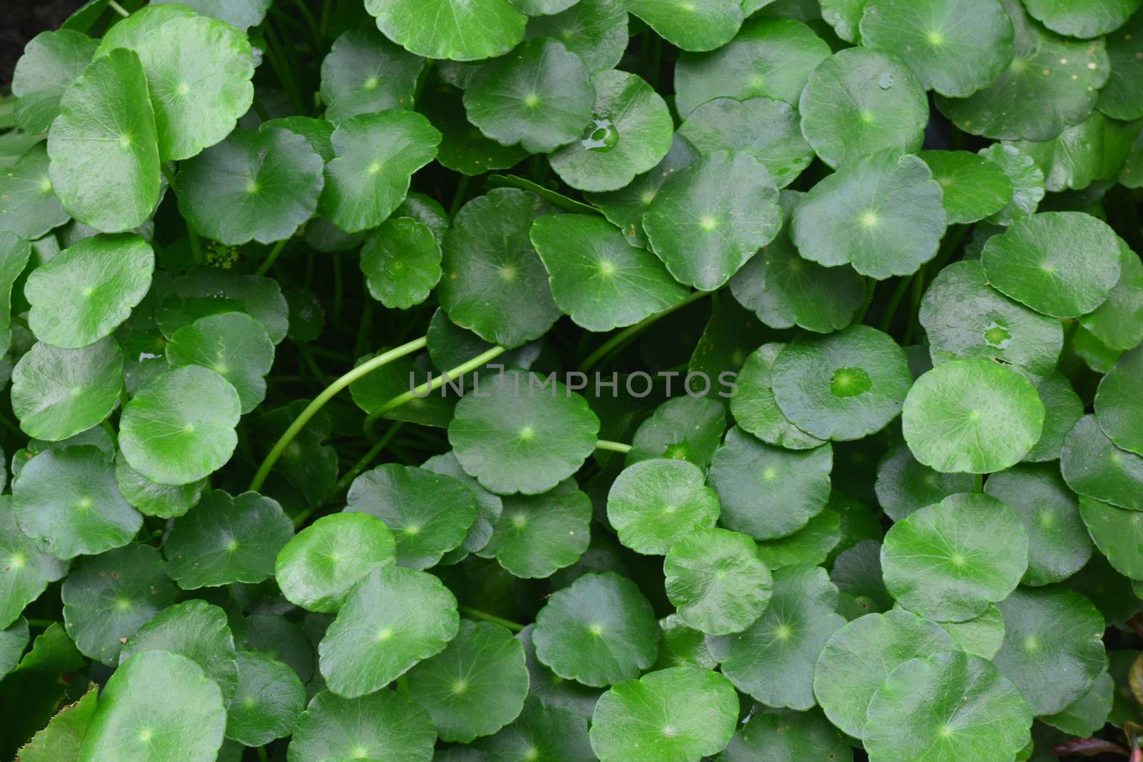 Water Pennywort by ideation90