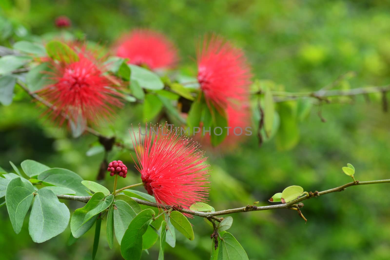 Pink Red Powder Puff or  Calliandra haematocephala Hassk by ideation90
