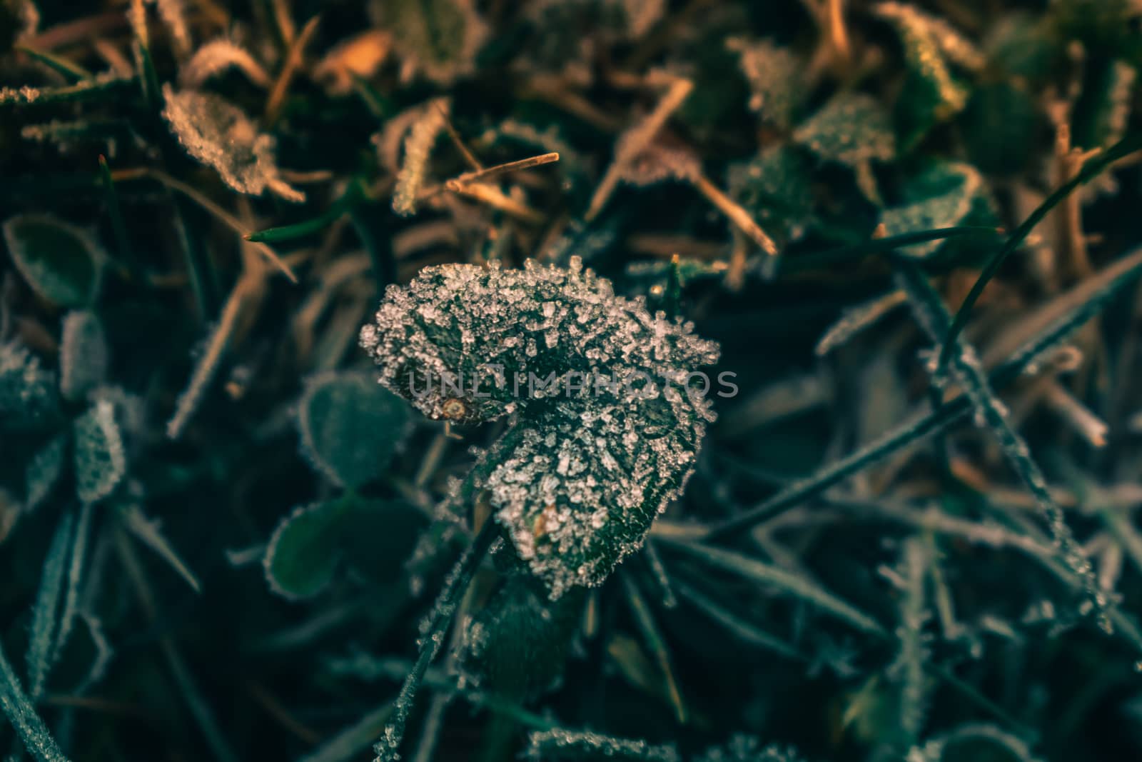 A Close Up Shot of a Small Leaf Covered in Frost