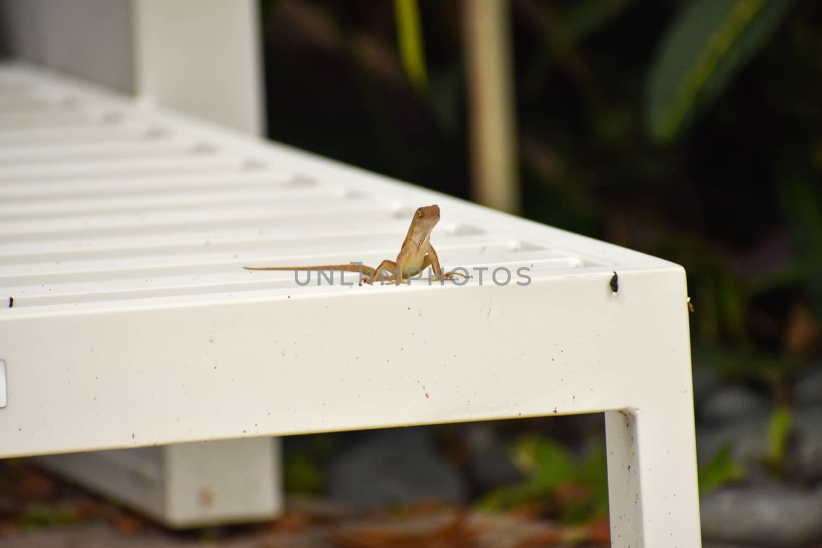 A Small Lizard Sitting on a White Lounge Chair by bju12290