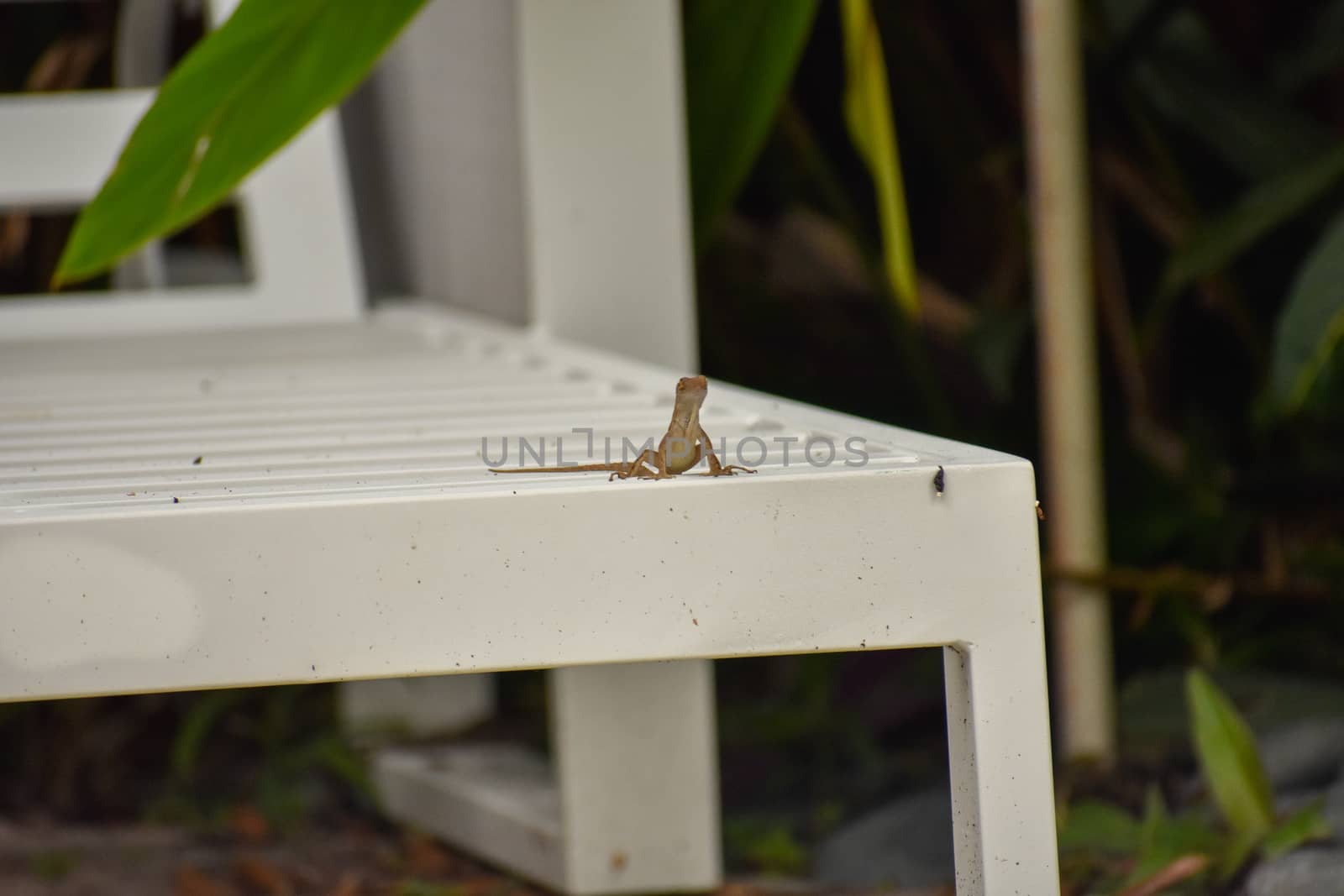 A Small Reptile Sitting on a White Lounge Chair in a Tropical Location