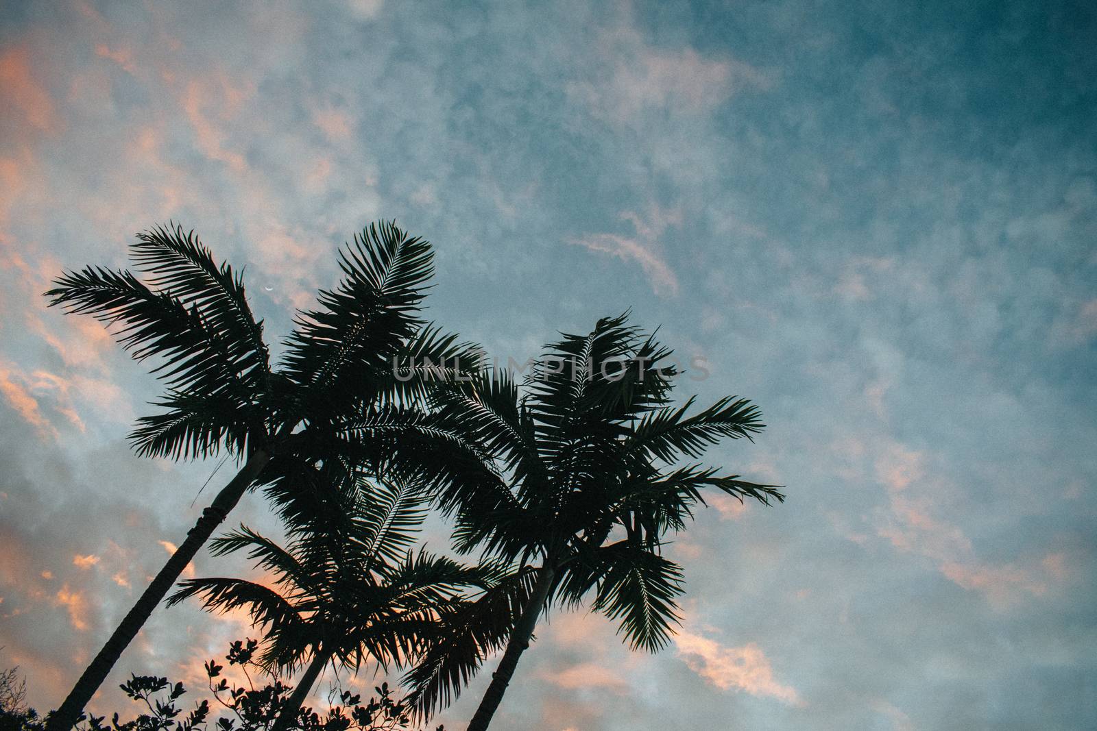 Three Palm Trees on a Blue and Orange Sunset With Light Clouds in the Sky