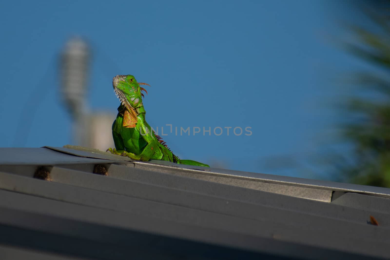 A Large Green Iguana Sunbating on a Metal Roof in a Tropical Location