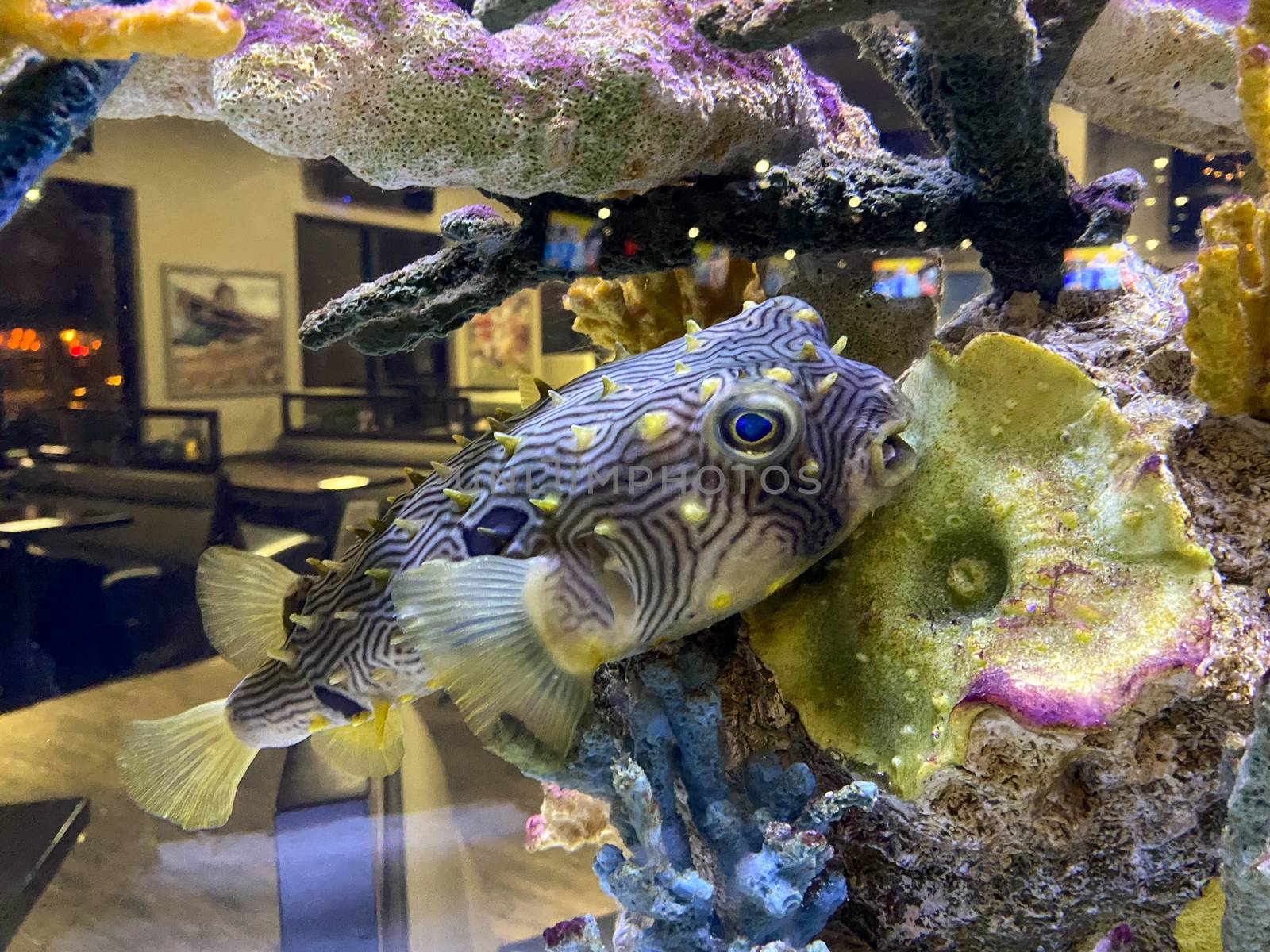 A Large Pufferfish inside an Aquarium at a Restaurant