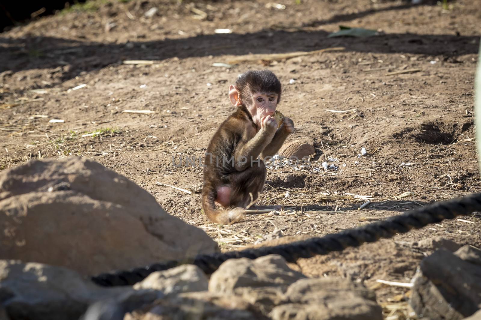 A baby Hamadryas Baboon eating food in the outdoors by WittkePhotos
