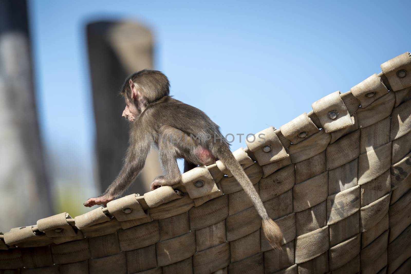 A baby Hamadryas Baboon playing on a wooden structure by WittkePhotos