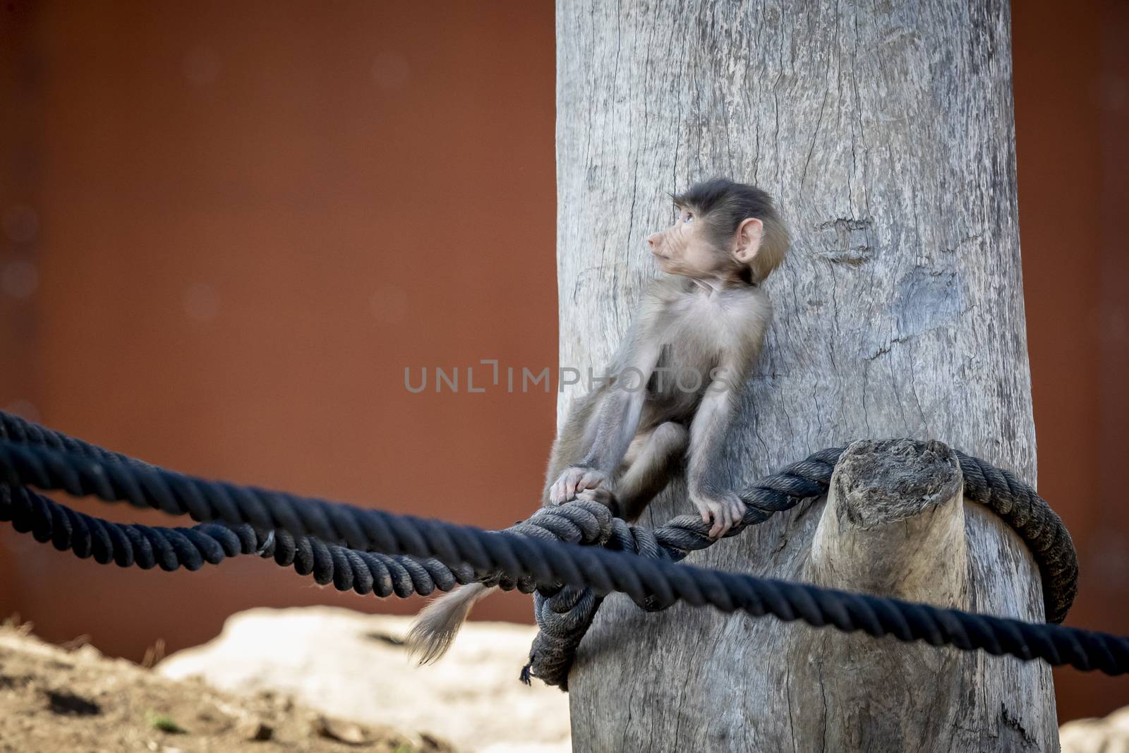 A baby Hamadryas Baboon playing on a wooden structure by WittkePhotos