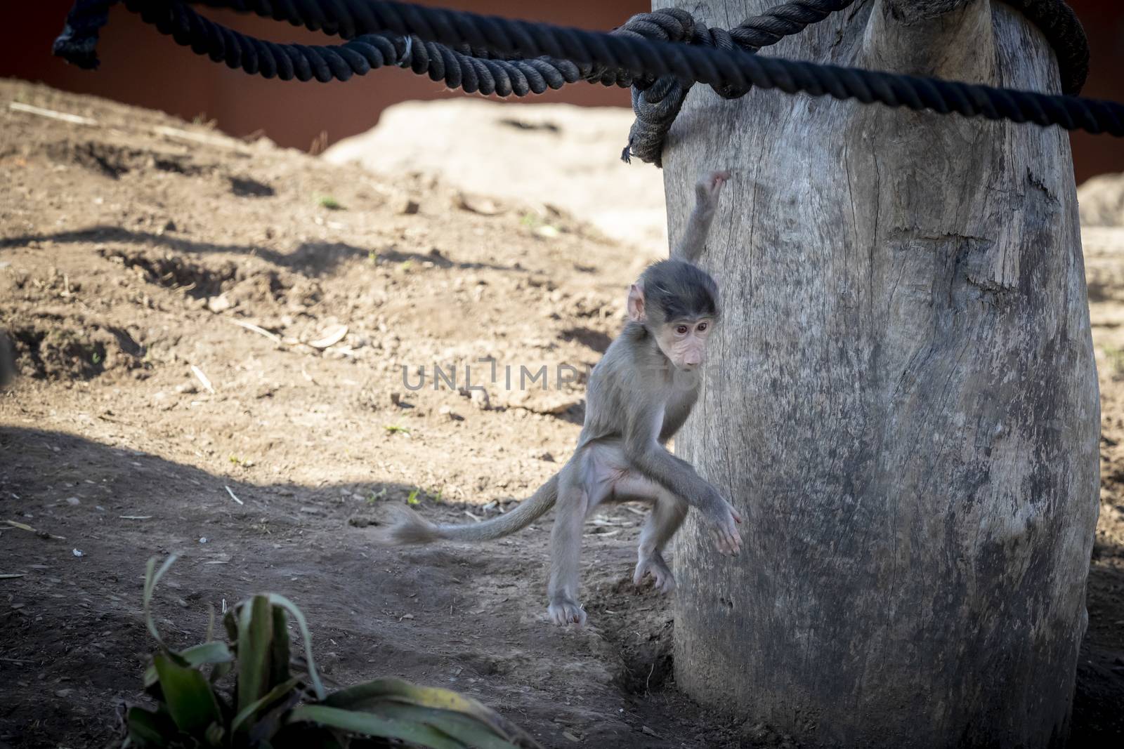 A baby Hamadryas Baboon playing on a wooden structure