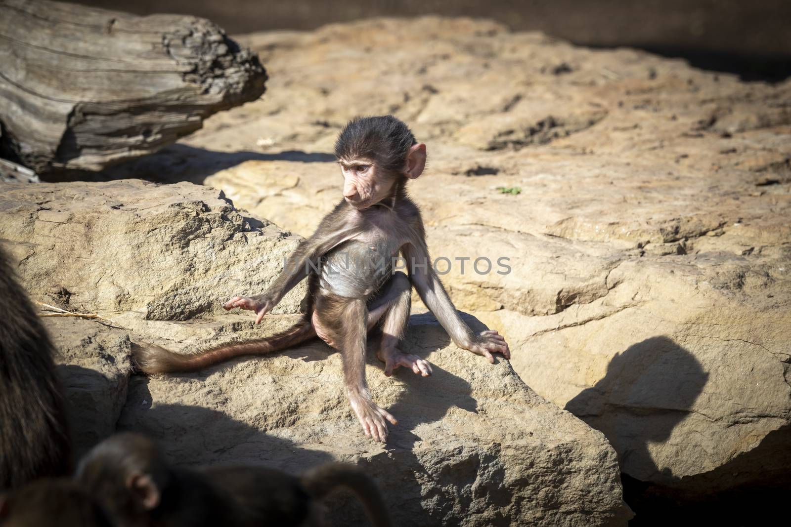 A baby Hamadryas Baboon sitting on a rock in the sunshine