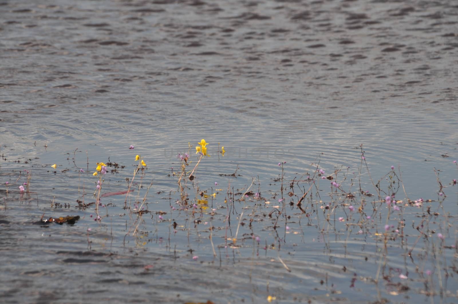 golden bladderwort or Utricularia aurea at Lake Thale Noi Waterfowl Reserve, Khuan Khanun, Thailand