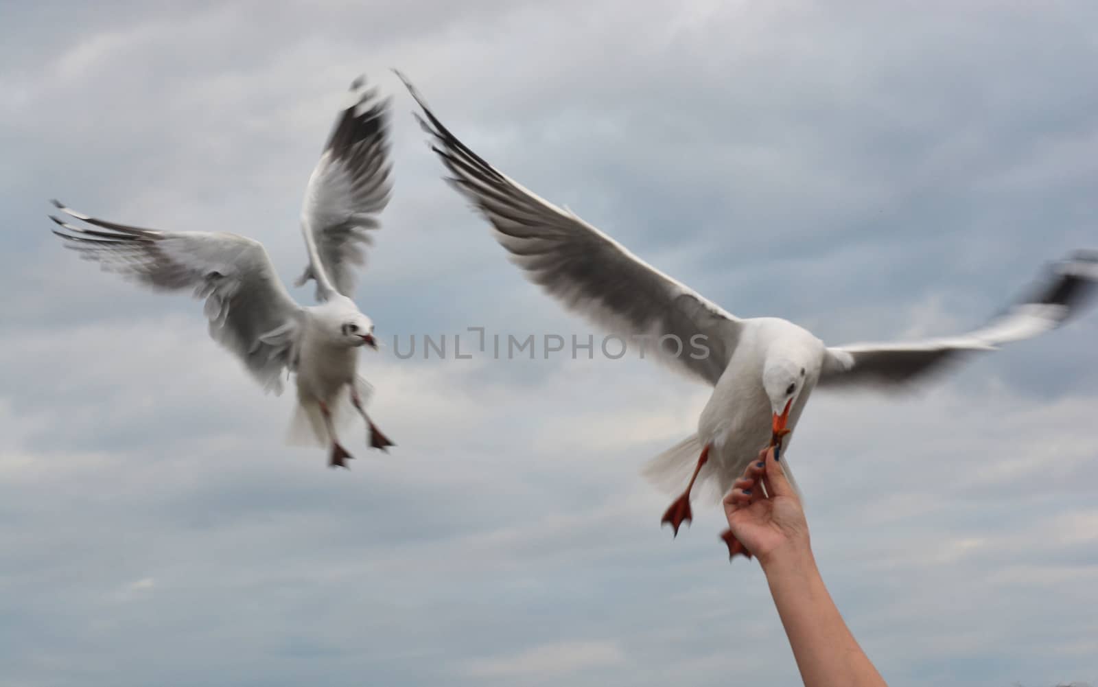 seagull spreading wings flying to eat crackling from  hand feeding