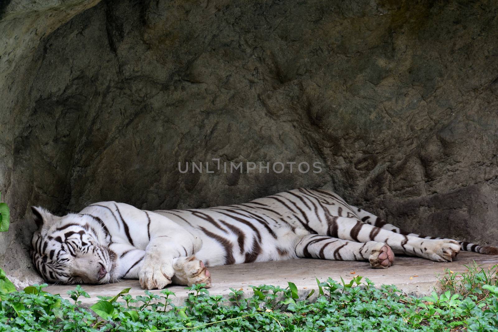 White tiger or White tiger sleeping