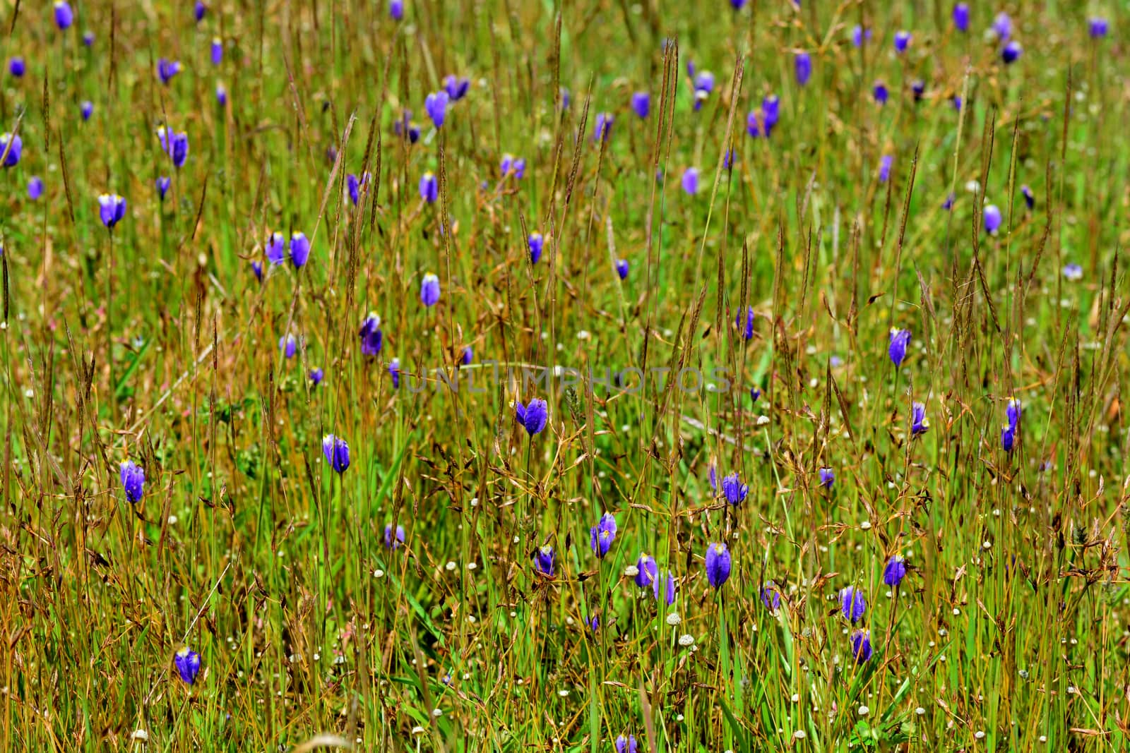 Utricularia delphinioides or Lentibulariaceae , Grass flower field, dusita wild flower by ideation90