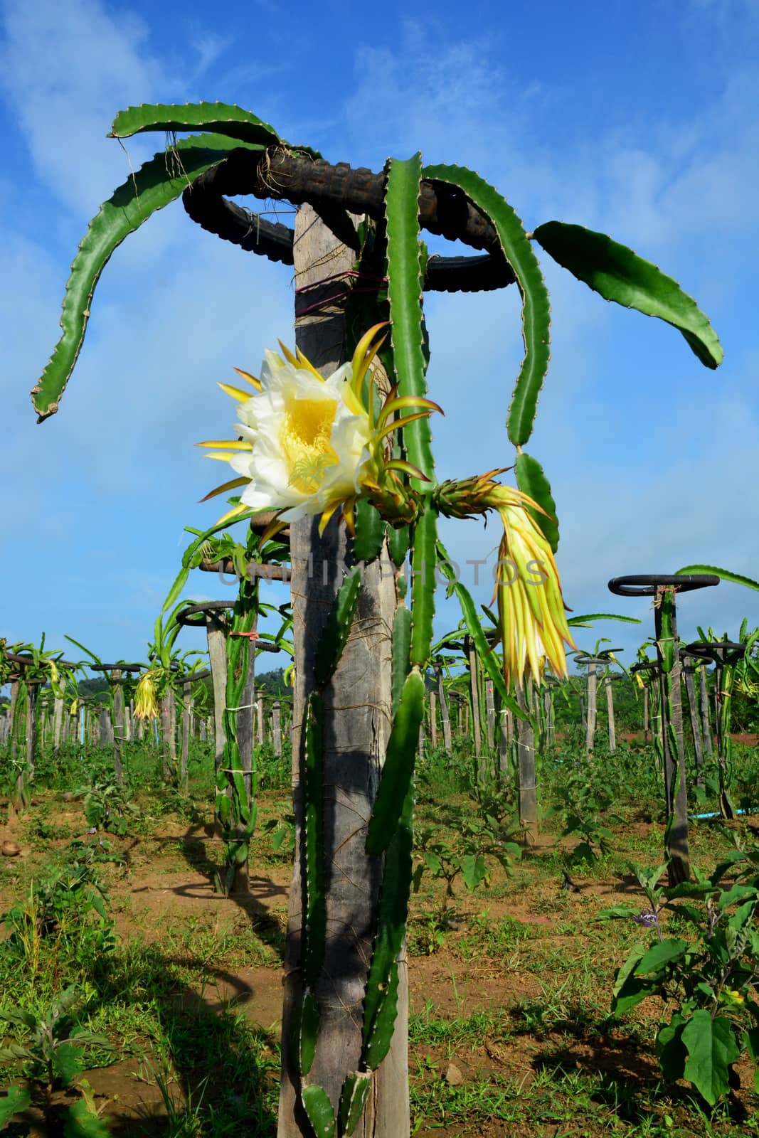 dragon fruits  flower, note  select focus with shallow depth of field