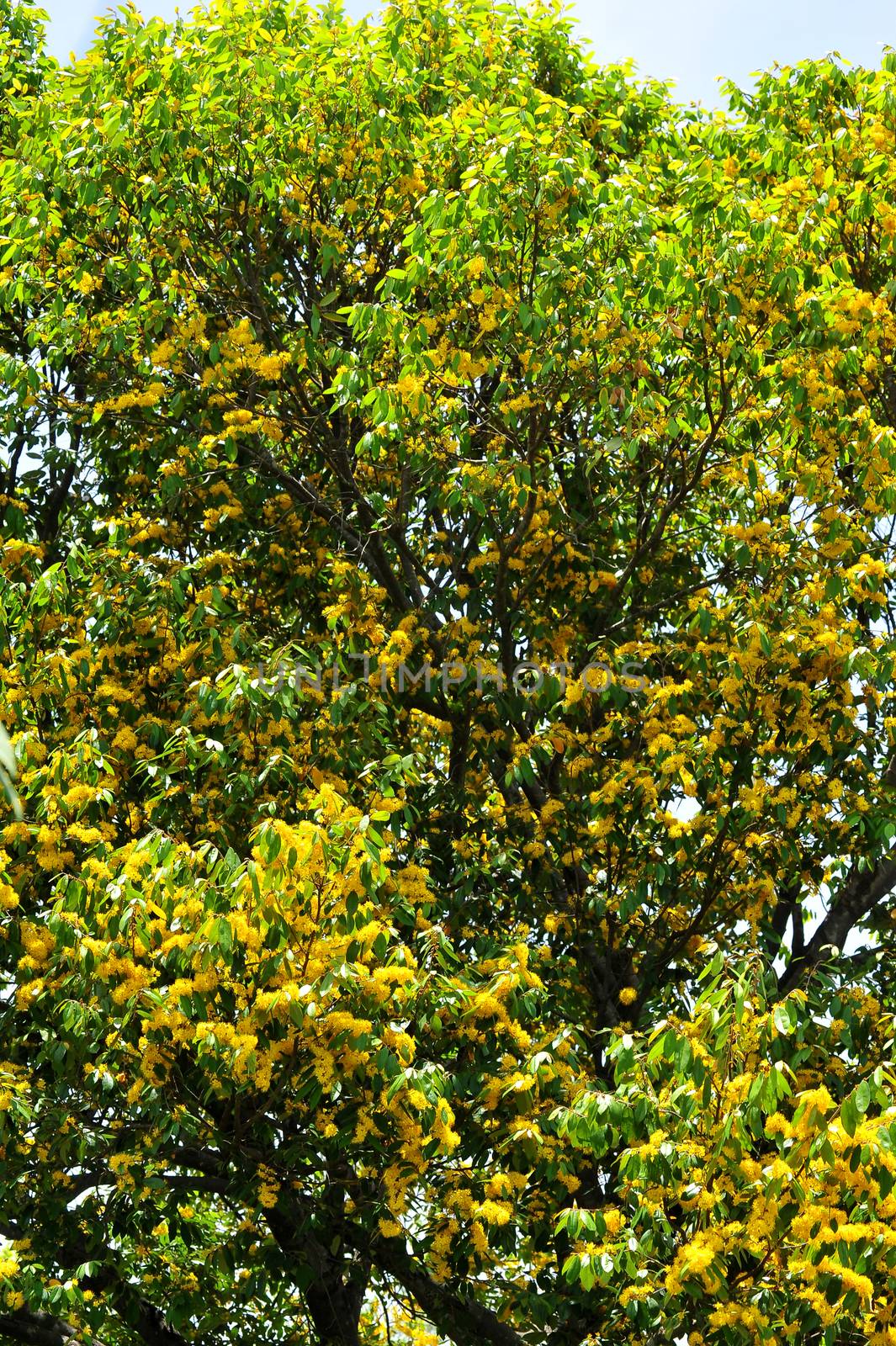 Yellow star flowers or Schoutenia glomerata King subsp.peregrina (Craib) Roekm.