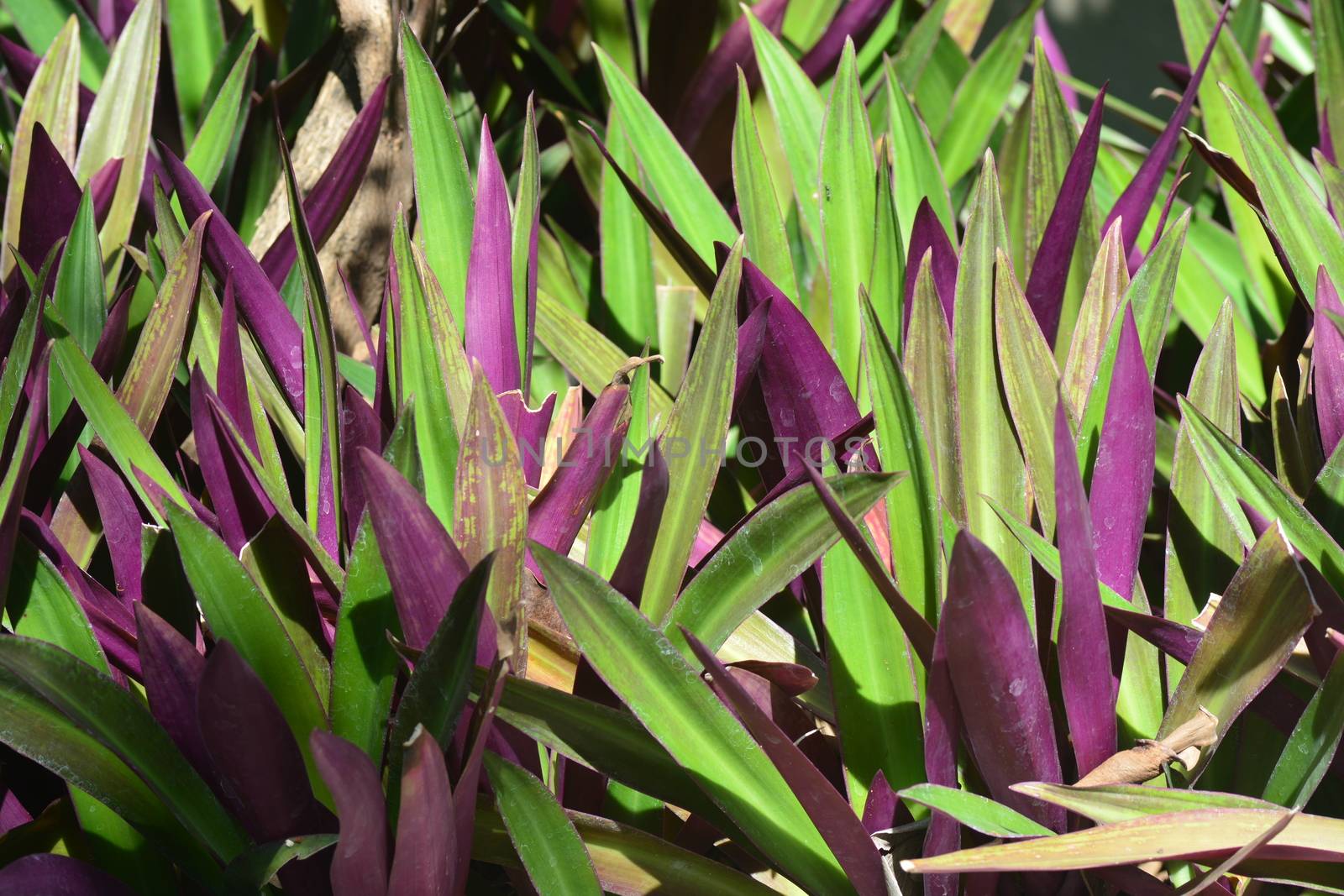 Tradescantia spathacea, the boatlily or Moses-in-the-cradle by ideation90
