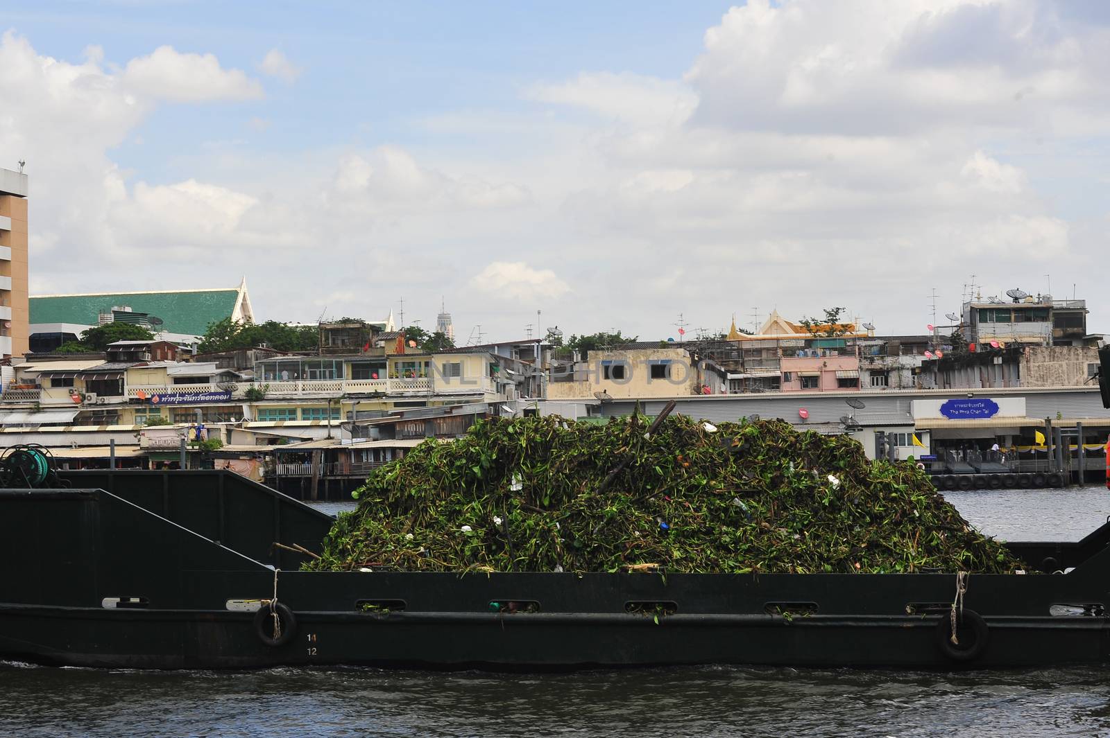 BANGKOK, THAILAND –  21 OCTOBER 2019 : The Canal System Division  Department of Drainage & Sewerage boat  are collecting waste and Aquatic Weed  in  Chao Phraya River