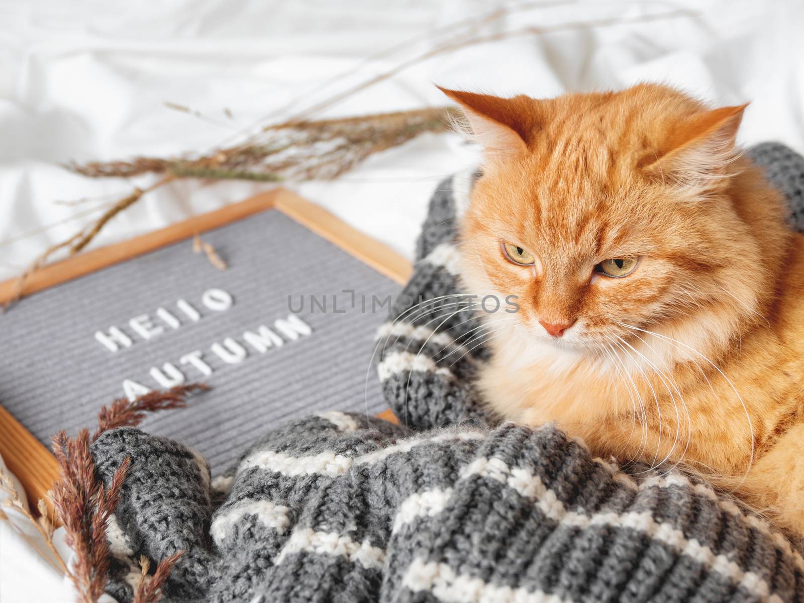 Cute ginger cat and letter board with season greeting HELLO AUTUMN. Crumpled textile background with dried grass, knitted sweater and warm outfits. Fluffy pet at cozy home.