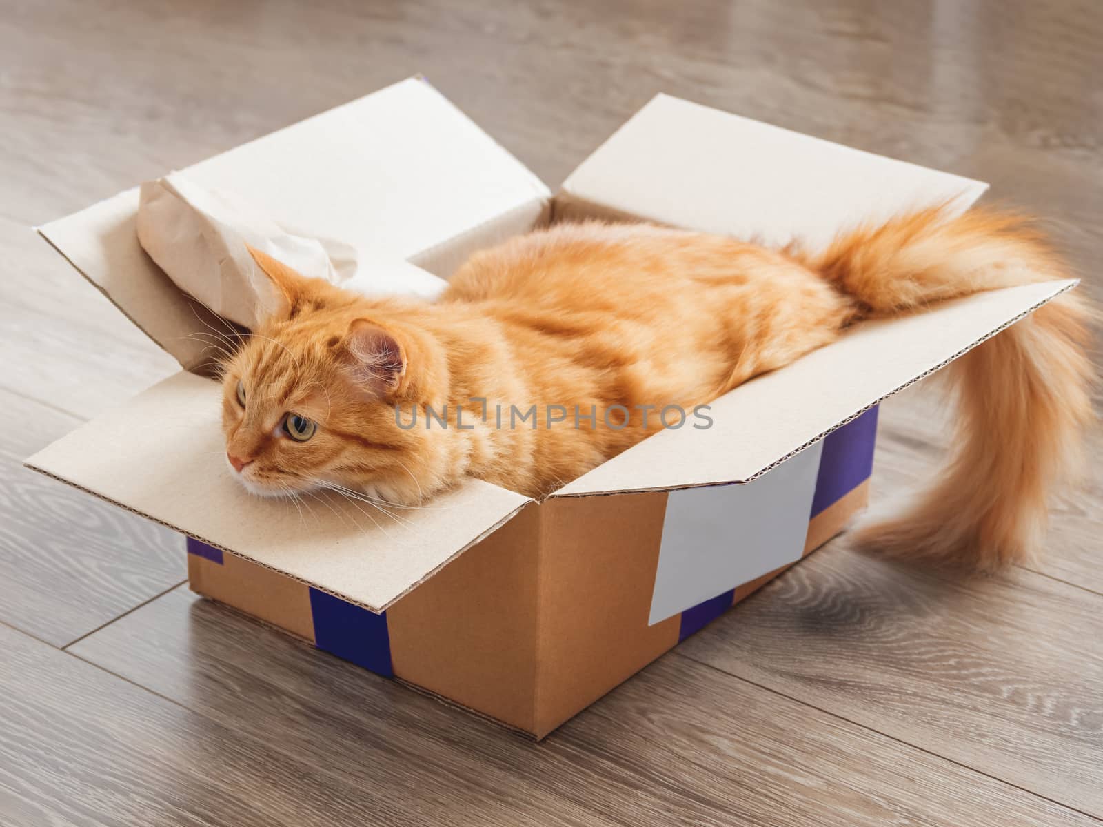 Cute ginger cat lies in carton box on wooden background. Fluffy pet relaxing in box. Fuzzy domestic animal. Cozy home.