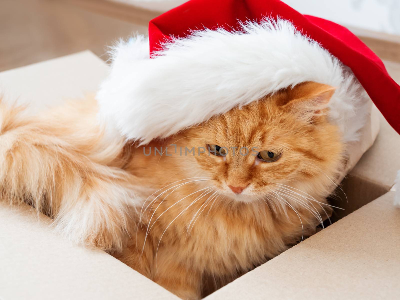 Cute ginger cat lies in box with Christmas and New Year decorations on wooden background. Fluffy pet with red Santa Claus hat. Fuzzy domestic animal during winter holiday preparation.