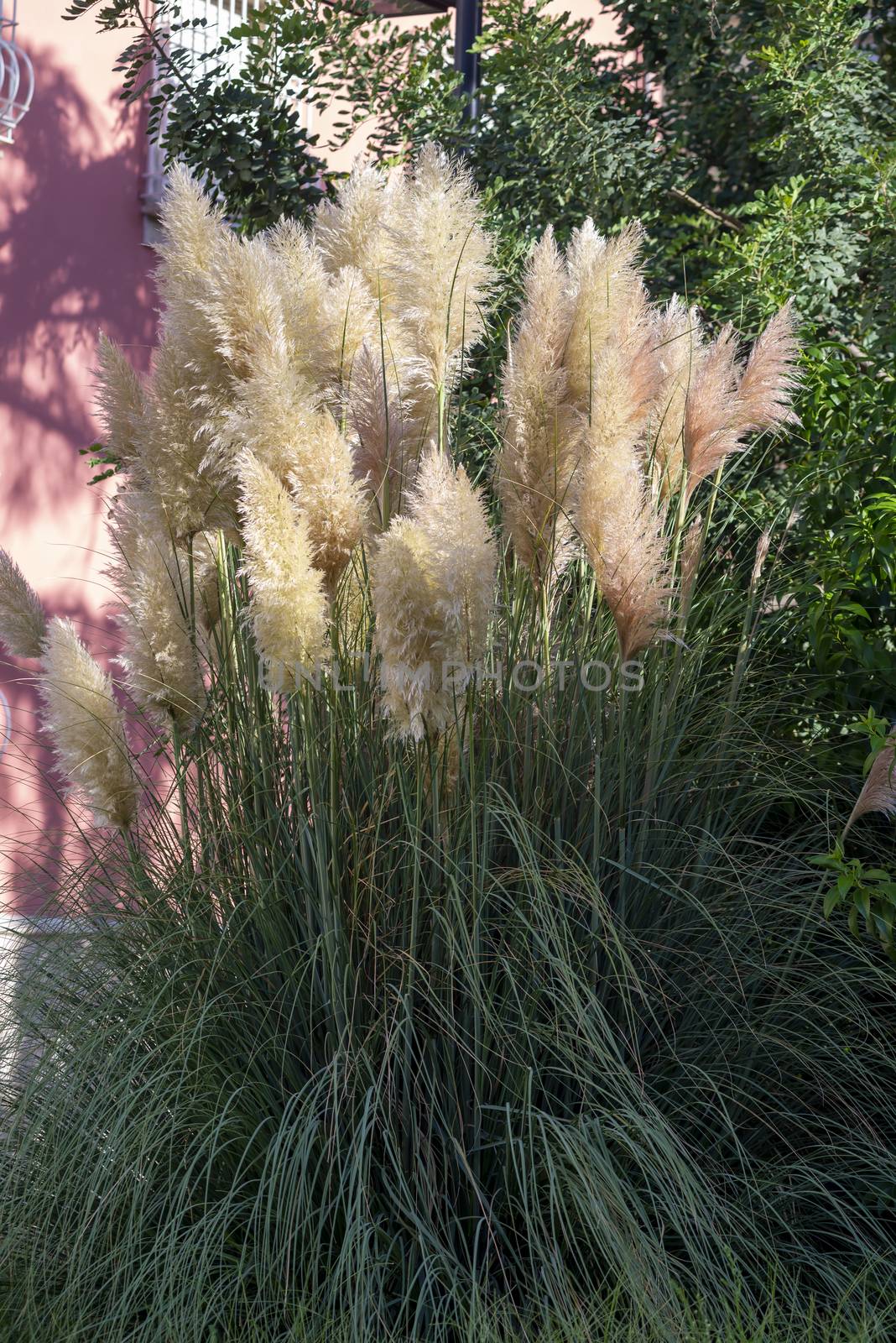 pampas feather placed on a garden in summer