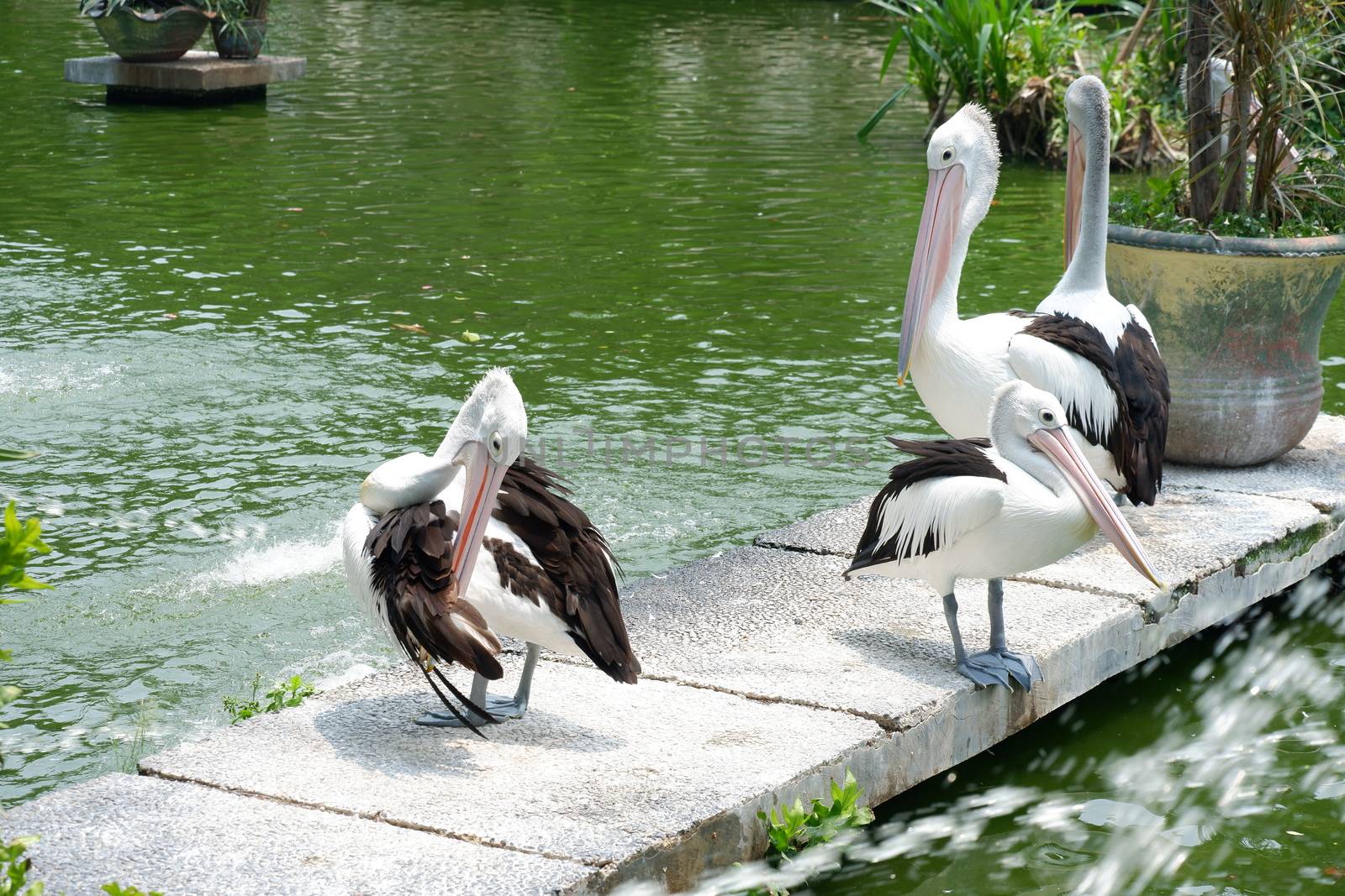 Large white pelicans are animals that live in groups in swamps or shallow lakes, have long beaks and large throat pockets. Breed from southeastern Europe, Asia and Africa