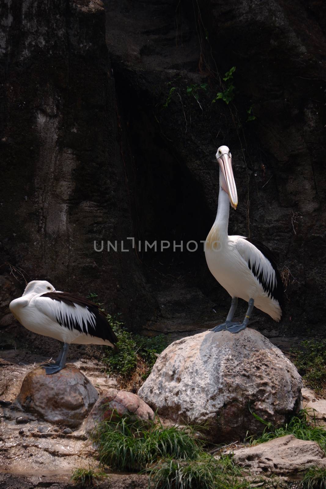 pelicans are swimming in the lake by pengejarsenja