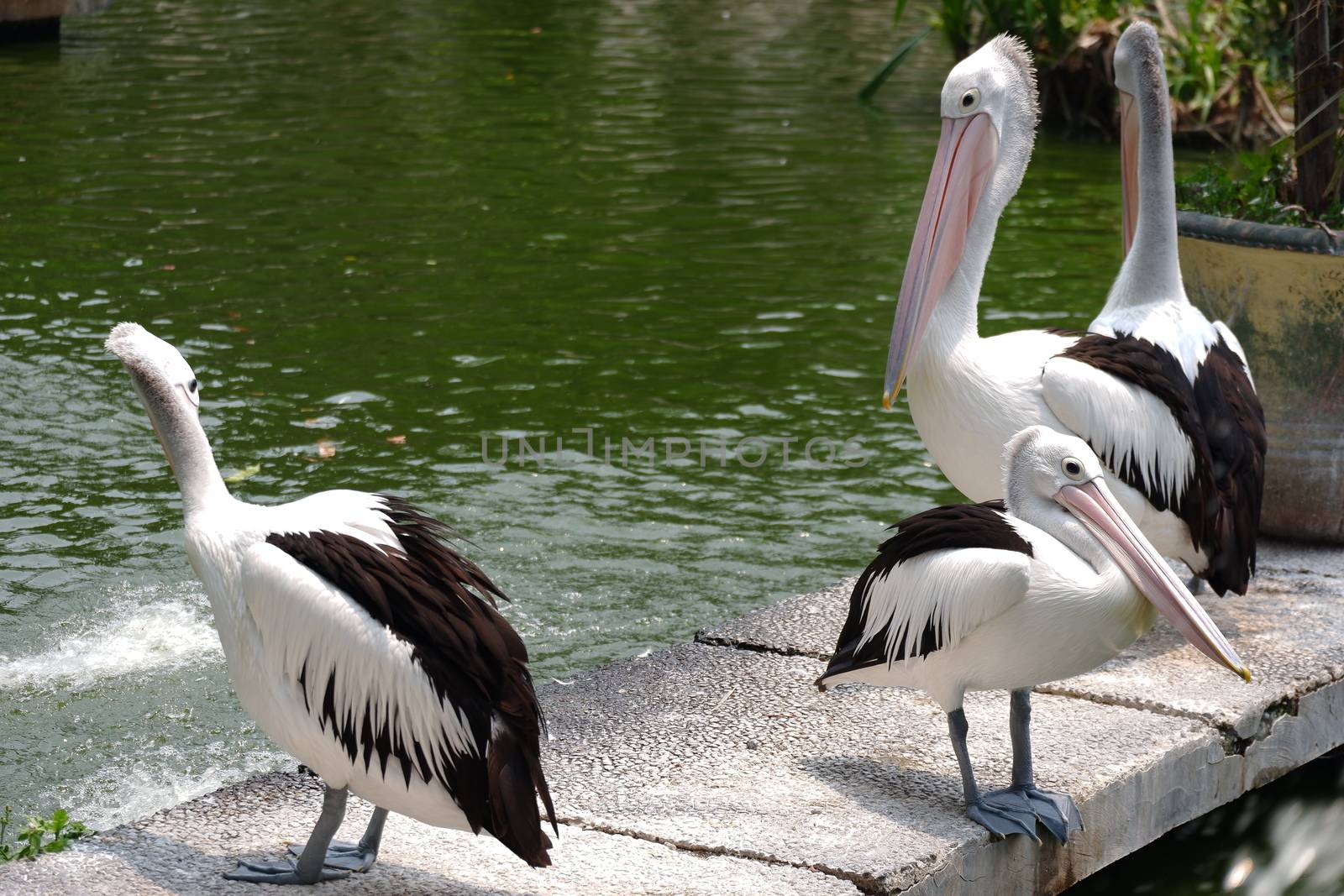 Large white pelicans are animals that live in groups in swamps or shallow lakes, have long beaks and large throat pockets. Breed from southeastern Europe, Asia and Africa