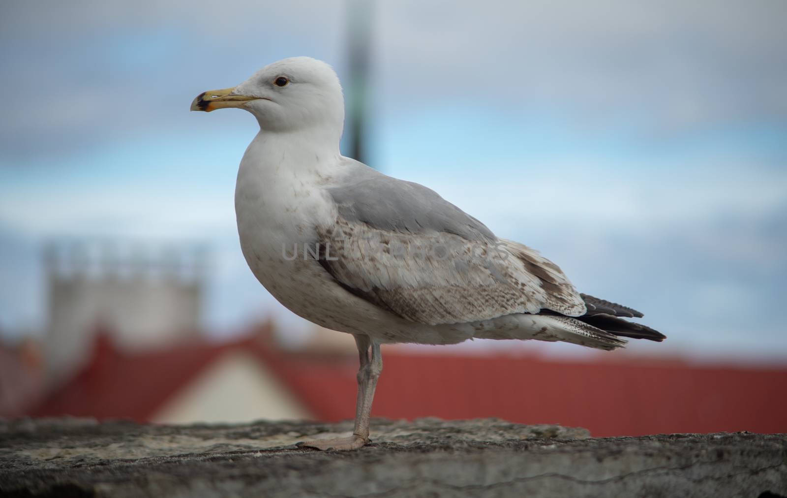 Seagull on a concrete slab on the background of the Old town in Tallinn