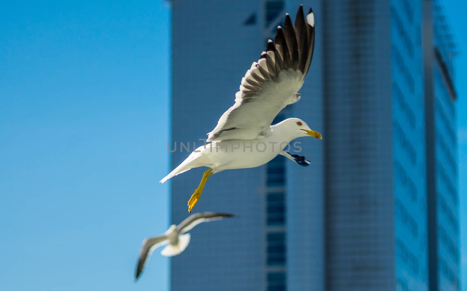 White sea gull in the background of a skyscraper.