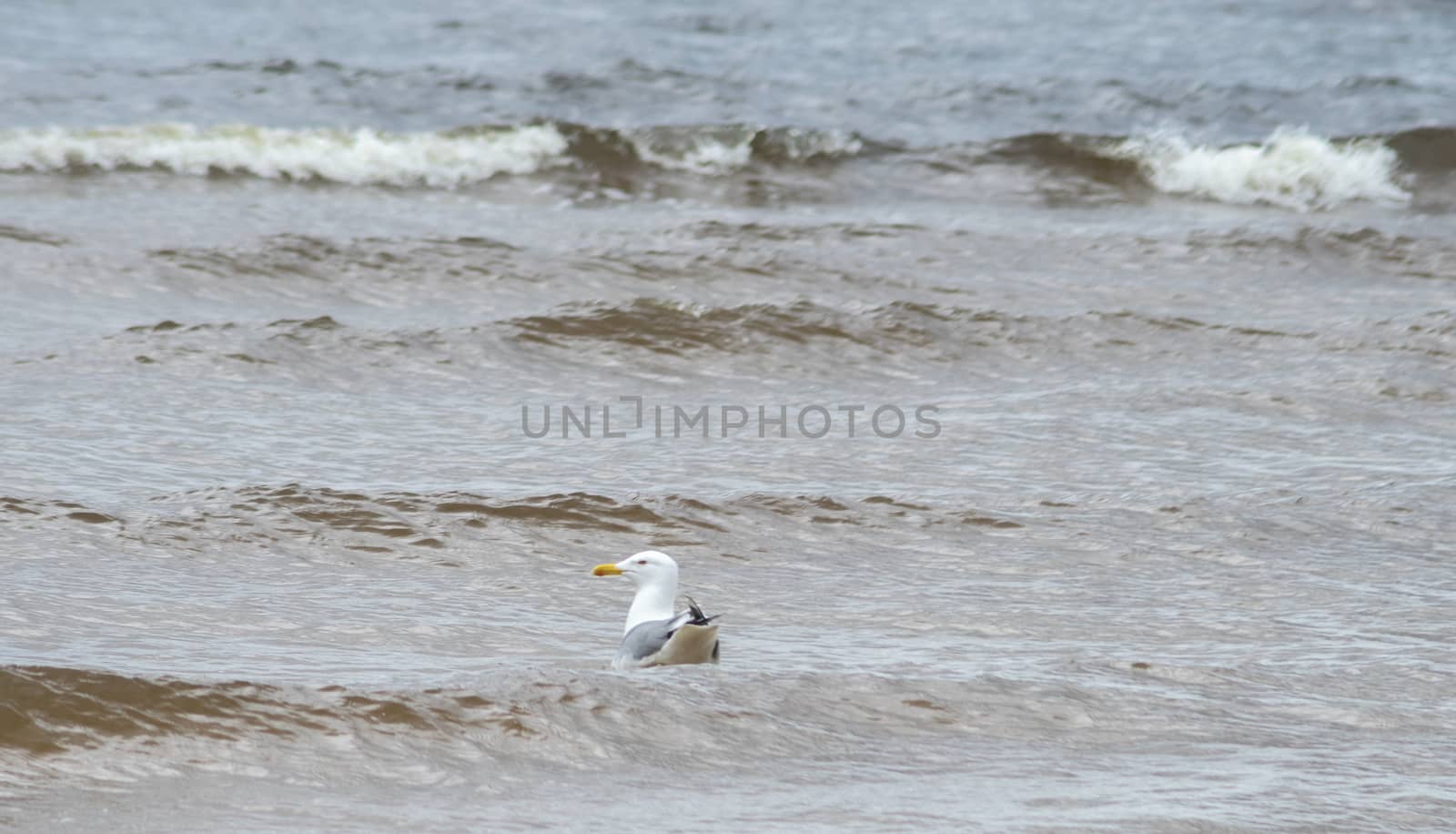 A seagull on the sandy shore of the Baltic Sea in cloudy weather.