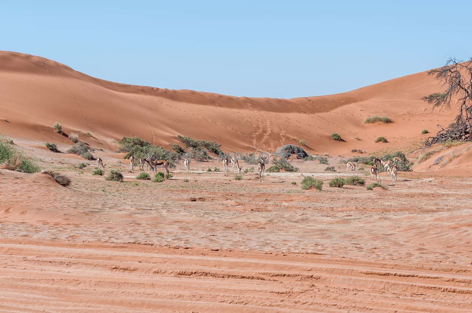 A springbok herd next to the four wheel drive trail at Sossusvlei