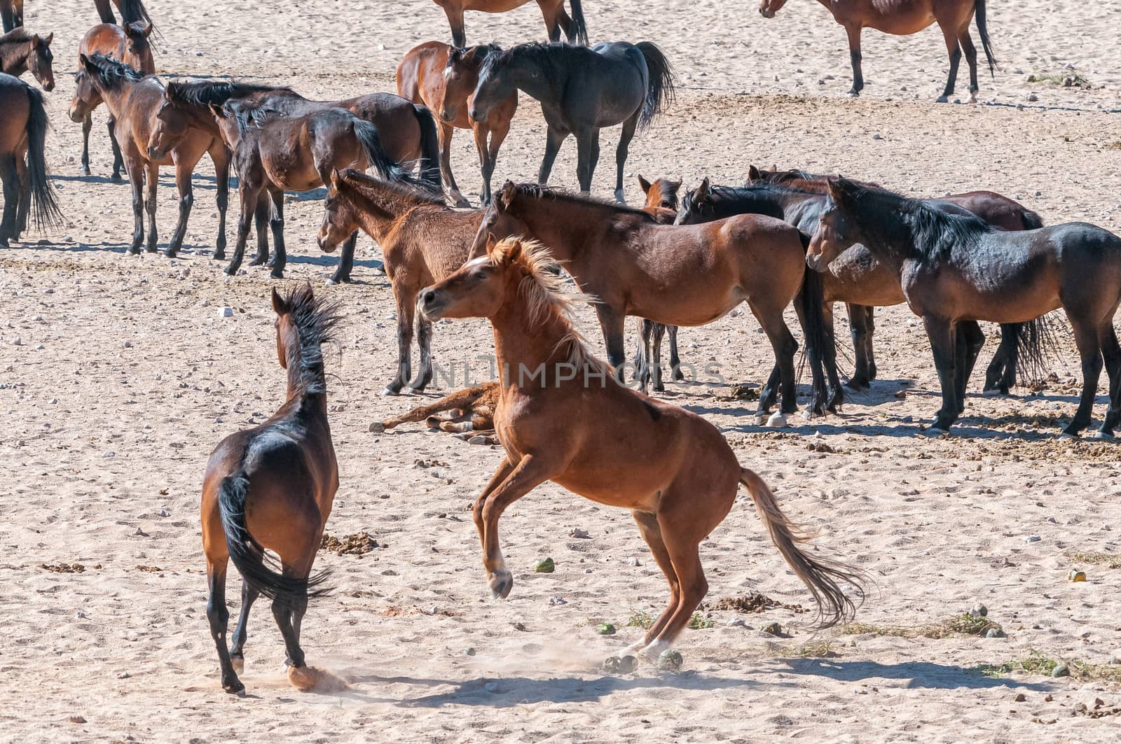 Wild horses of the Namib fighting at Garub near Aus