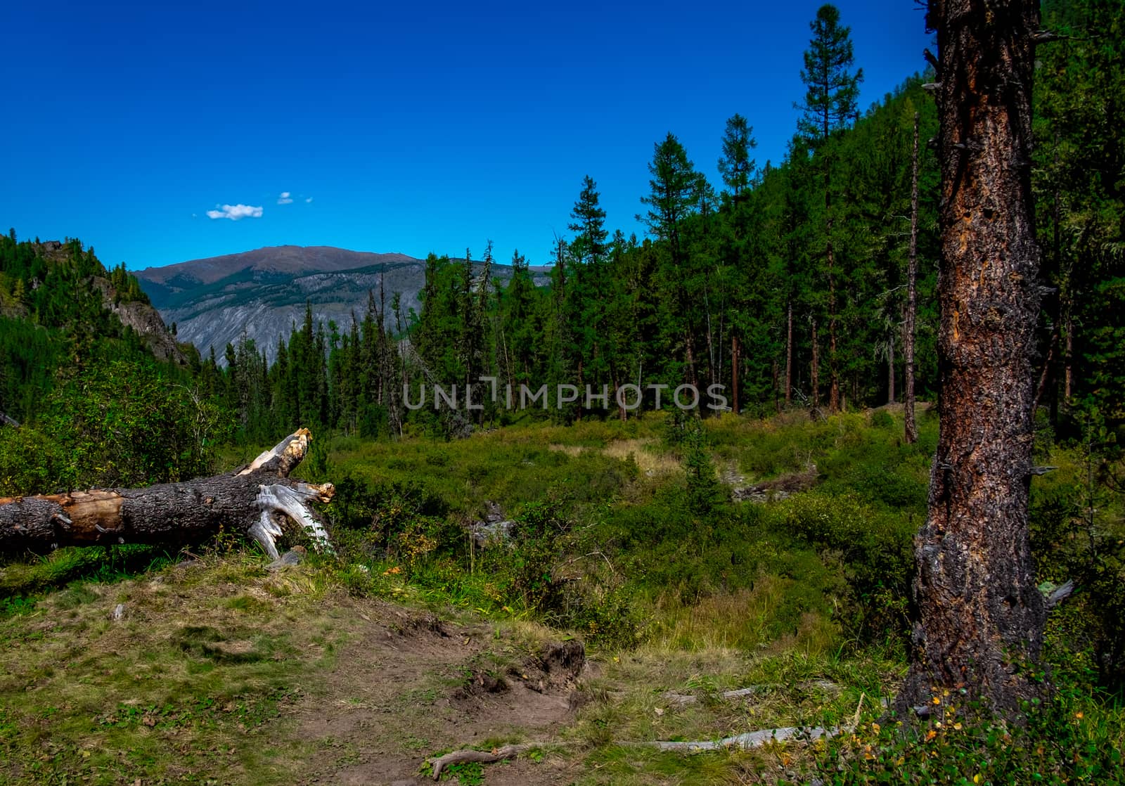 A fallen tree in a mountain forest in the Altai Republic.