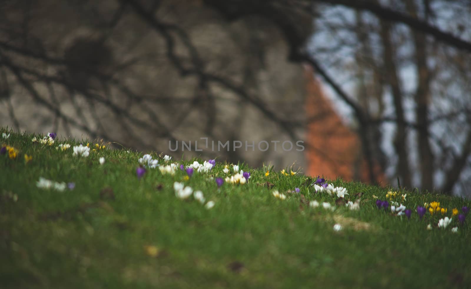 Multicolored spring flowers on a green lawn, shot with a shallow depth of field