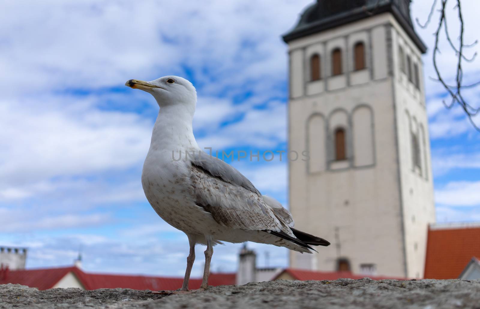 Seagull on a concrete slab on the background of the Old town in Tallinn