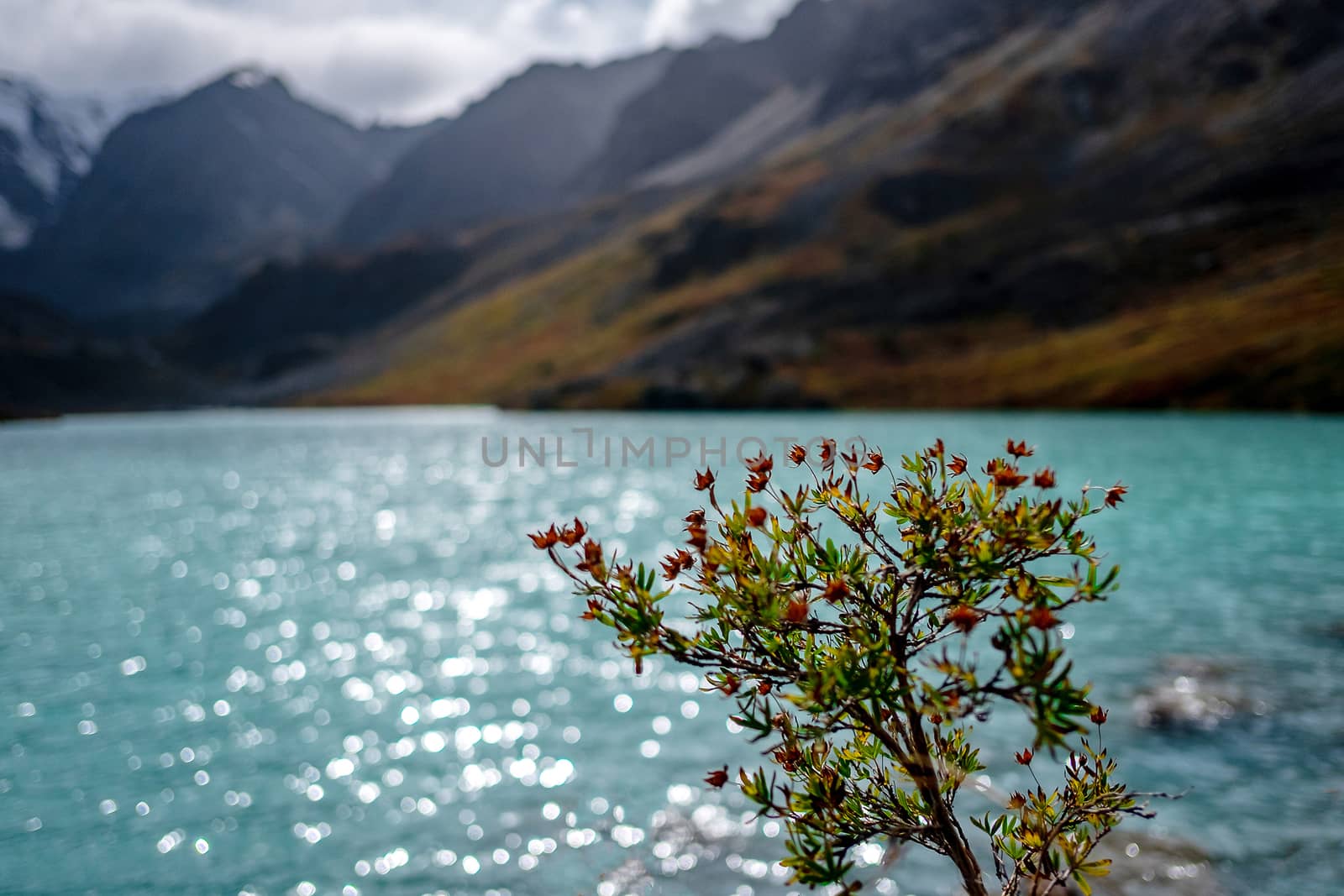 Flower on the shore of a mountain lake in the Altai Republic.