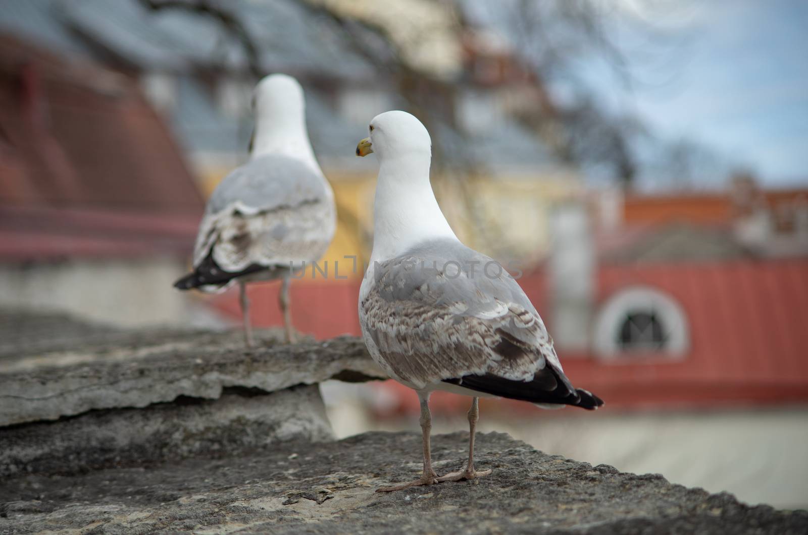 Seagull on a concrete slab on the background of the Old town in Tallinn