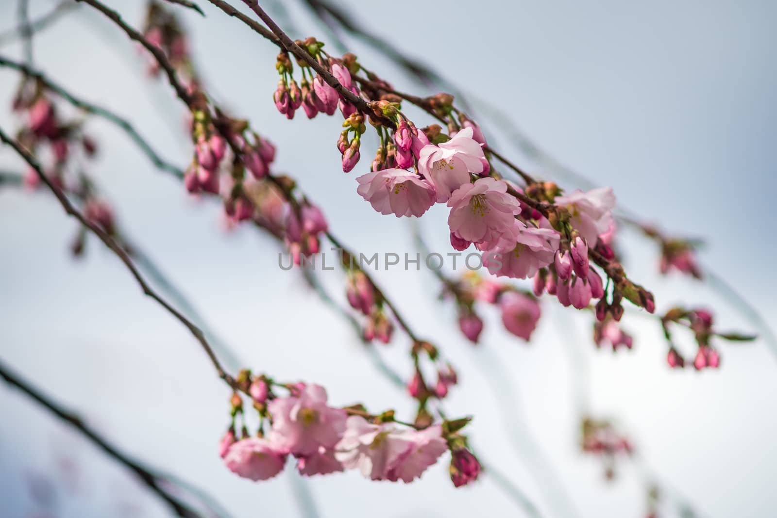 Blooming pink cherry branches on a background of gray sky