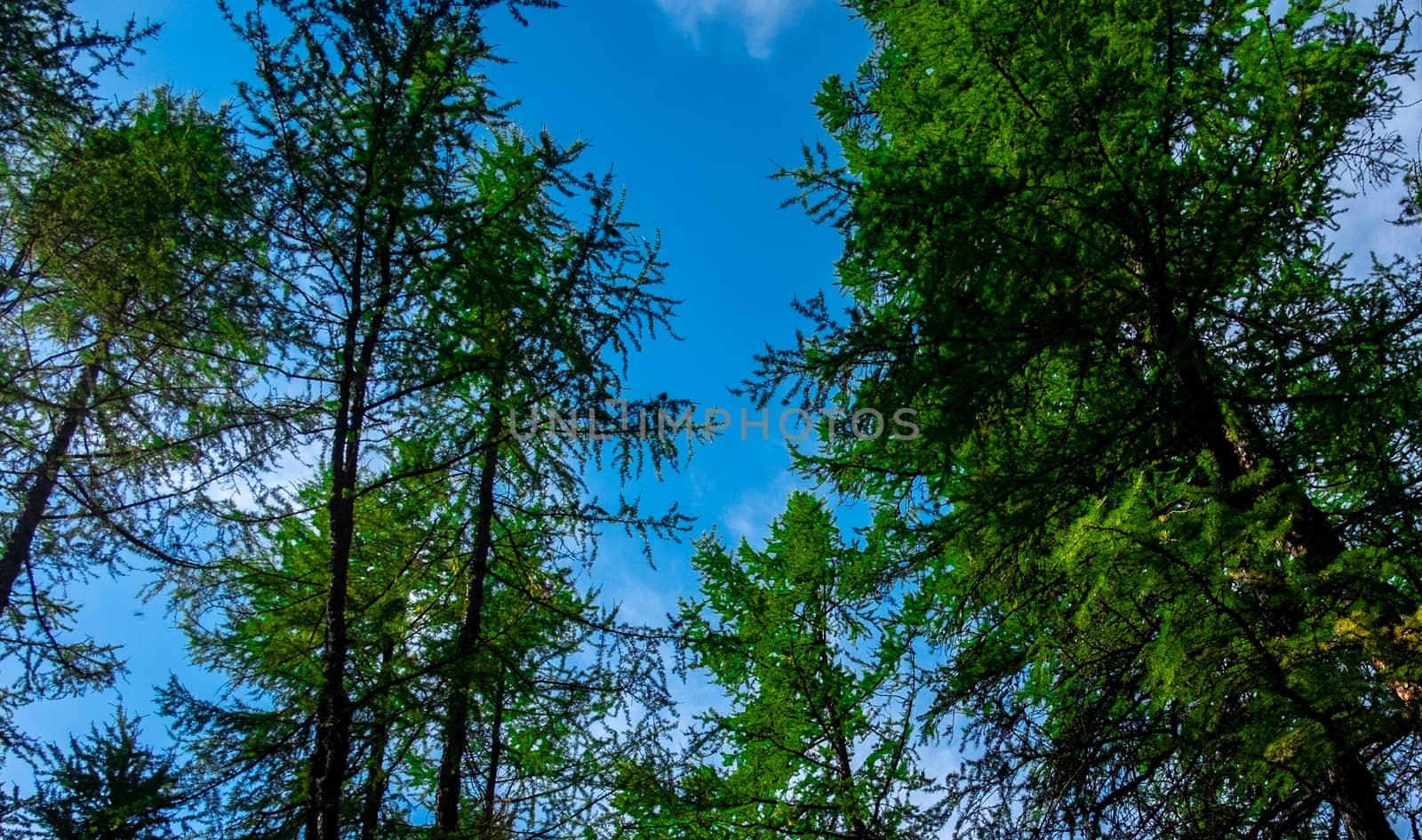 View of the blue sky through the branches of a coniferous forest in the Altai Republic.