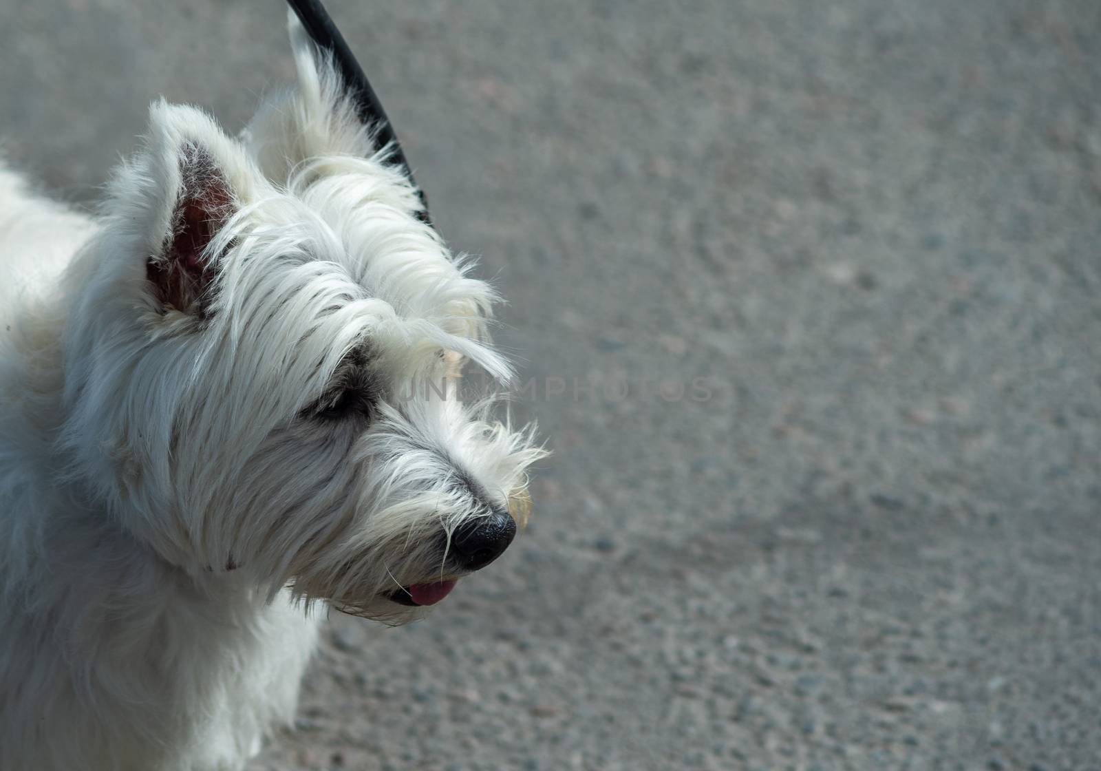 White breed dog West Highland White Terrier on asphalt background.