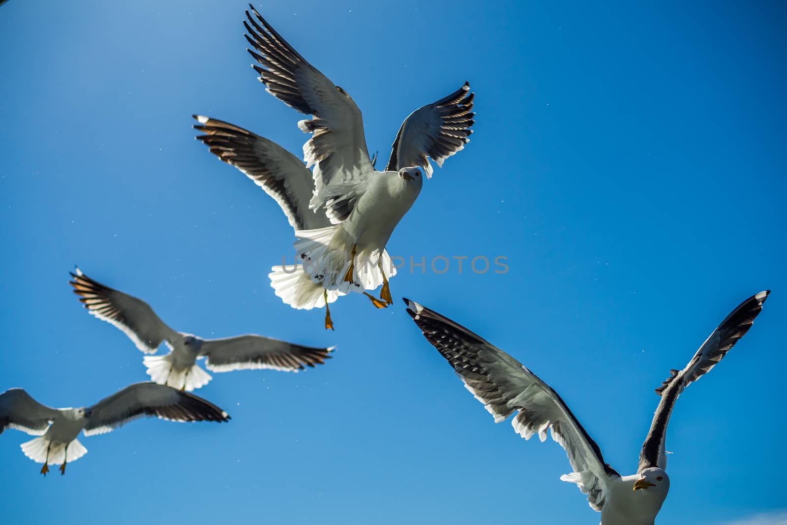 White sea gulls in the background of blue sky.