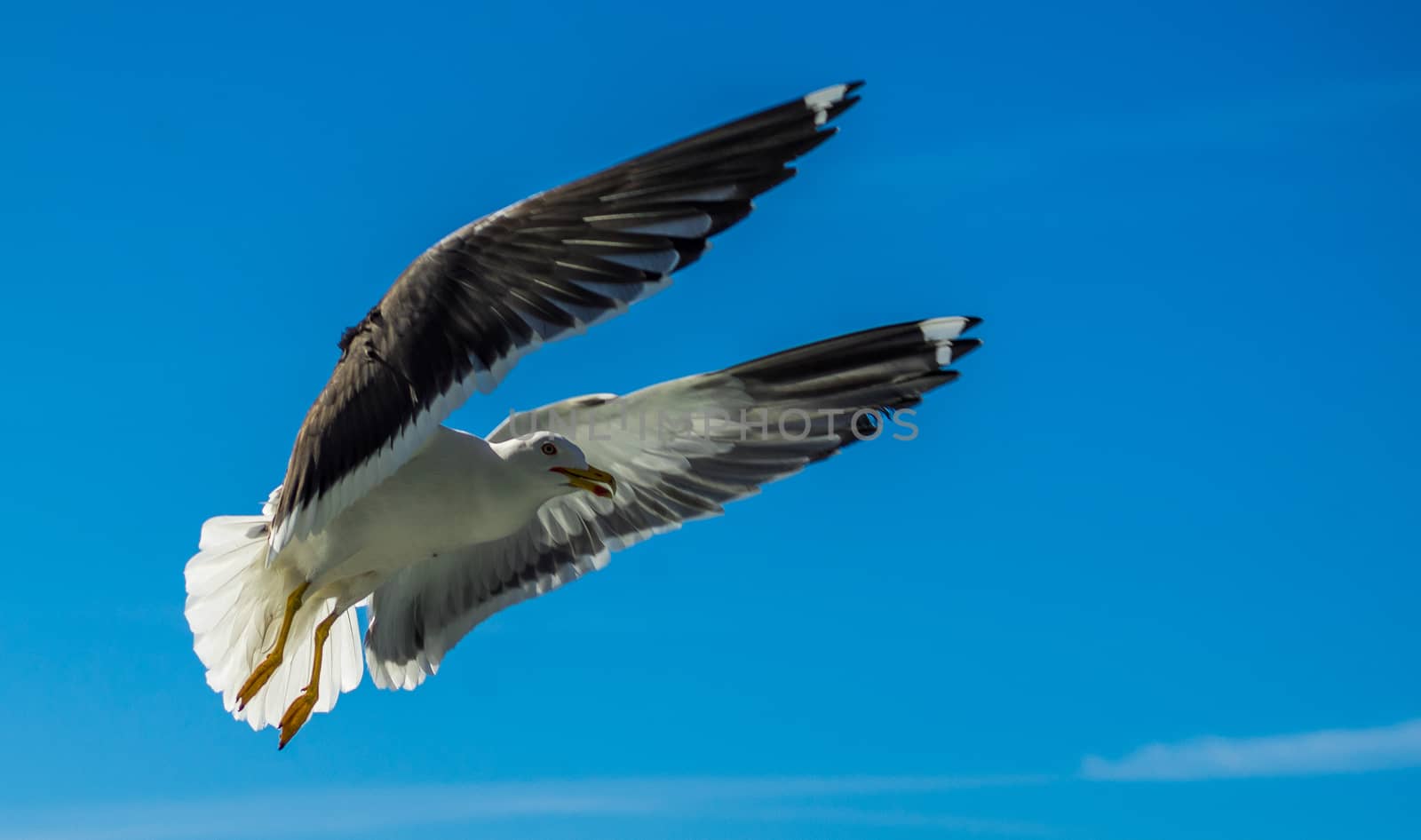 White sea gull in the background of blue sky.