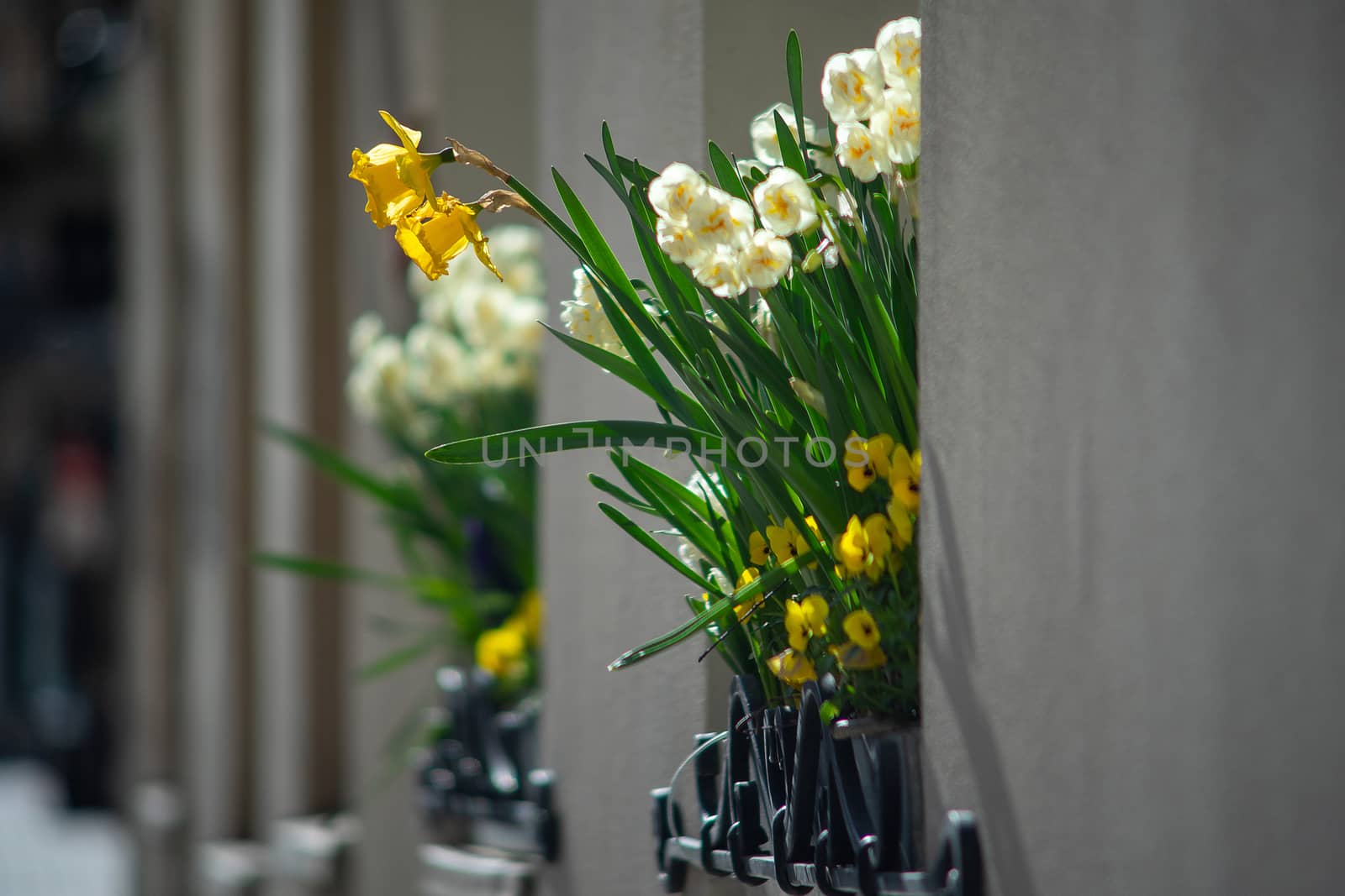 White and yellow daffodils on a window of a house in an old European city.