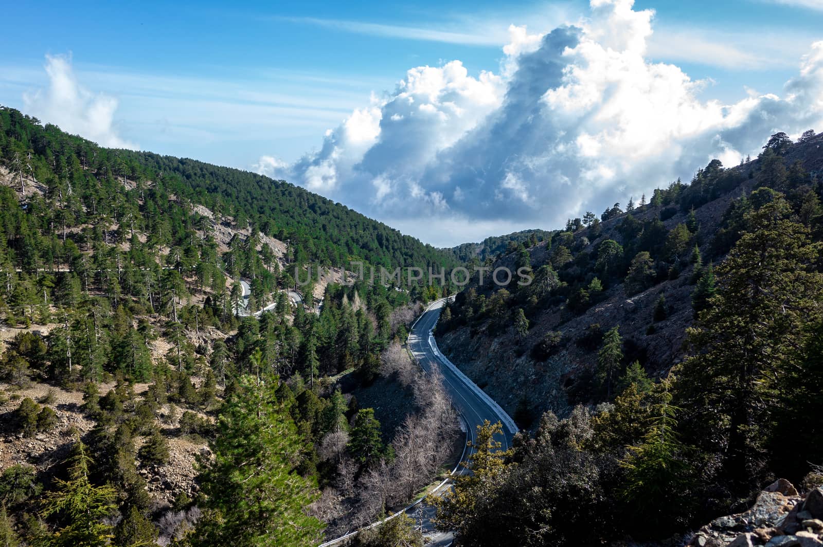 Asphalt road among Lebanese cedars in a mountain forest in the central part of the island of Cyprus;