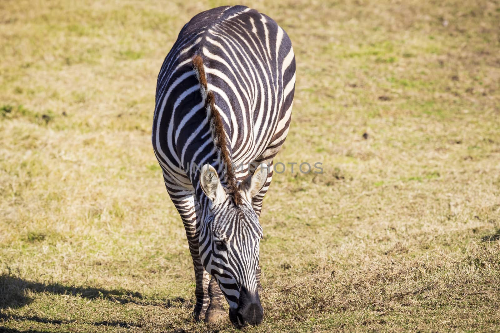 A black and white Zebra eating green grass in an open field