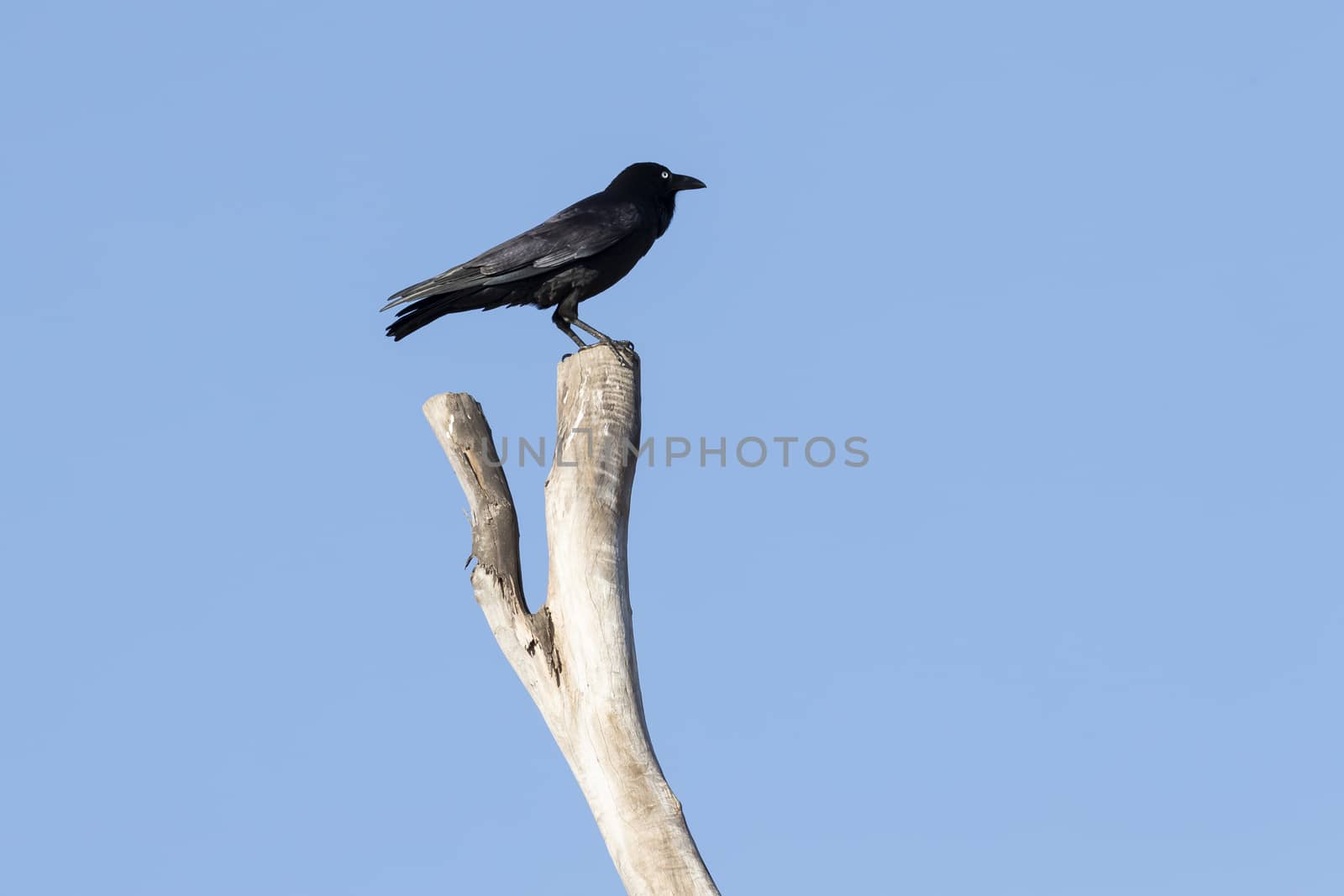 A black Crow standning on a dead tree branch with blue sky backg by WittkePhotos