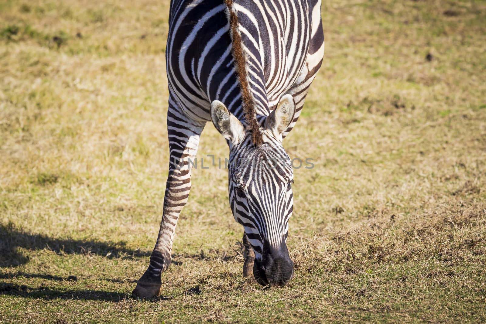 A black and white Zebra eating green grass in an open field by WittkePhotos
